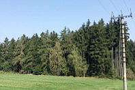 Wald bei Řčany (Foto: Filip Titlbach, Archiv des Tschechischen Rundfunks)